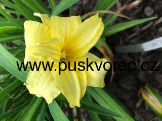 Hemerocallis DOUBLE CUTIE