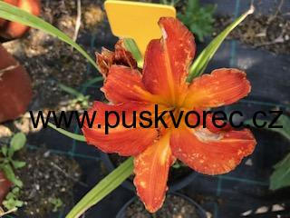 Hemerocallis ELIJAH