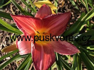 Hemerocallis SHERRY FAIR