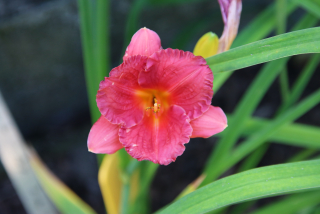 Hemerocallis LITTLE FAT DAZZLER