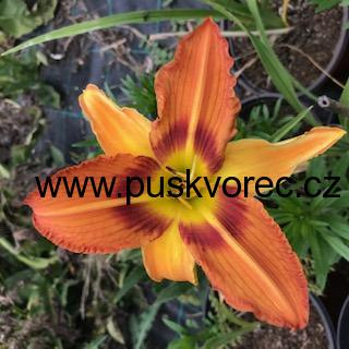 Hemerocallis TIGER EYE HAGER