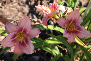 Hemerocallis CHICAGO GOWN