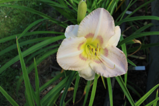 Hemerocallis FRANDEAN