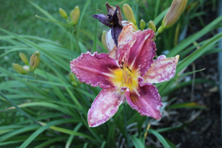 Hemerocallis CHICAGO KOBBY