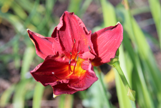 Hemerocallis CHICAGO BRAVE