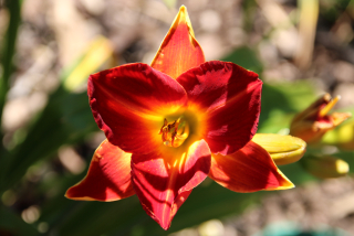 Hemerocallis PRUSSIA