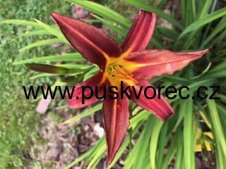 Hemerocallis APRICOT