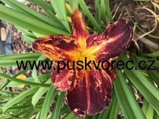 Hemerocallis CENTRAL PARK