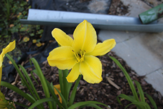 Hemerocallis QUAKING ASPEN