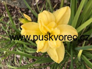 Hemerocallis DOUBLE KLONDIKE