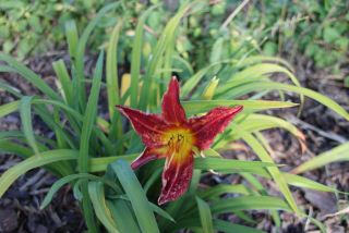 Hemerocallis KING OF HEARTS