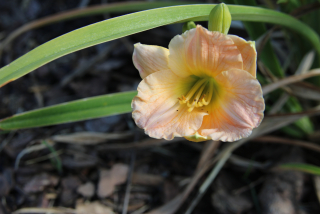 Hemerocallis PINK PUFF