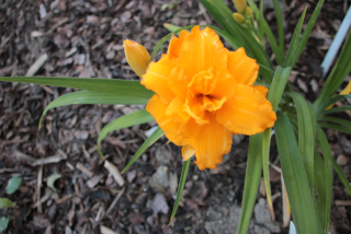 Hemerocallis DOUBLE CAMEO