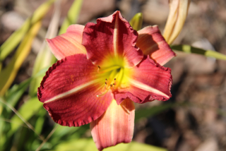 Hemerocallis SHERRY POINT