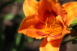 Hemerocallis EYE YI-YI