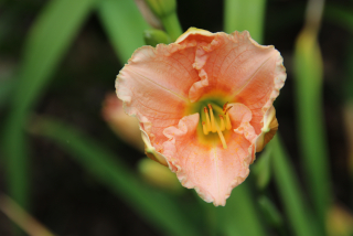 Hemerocallis SILOAM PINK PETITE