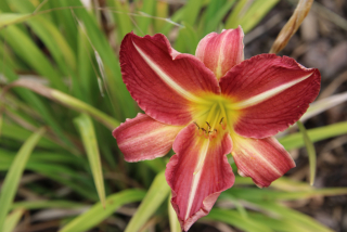 Hemerocallis CHERRY POINT