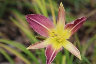 Hemerocallis LAVENDER LILY