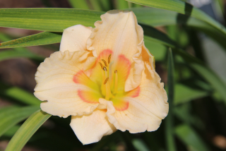 Hemerocallis SILOAM BABY TALK
