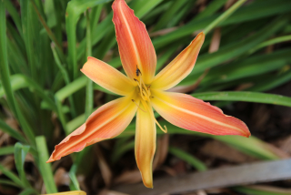 Hemerocallis GERALDINE DEAN