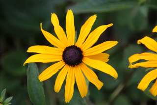 Rudbeckia fulgida GOLDSTURM