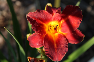Hemerocallis WREN