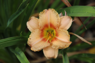 Hemerocallis SILOAM CINDERELLA