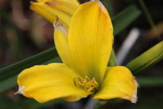 Hemerocallis ERIN PRAIRIE