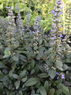 Ajuga tenorii CHOCOLATE CHIP
