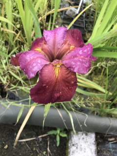 Iris louisiana RED