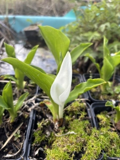 Lysichiton camtschatcensis