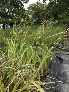 Carex pendula