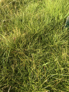 Eleocharis acicularis