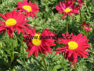 Tanacetum coccineum ROBINSONS RED