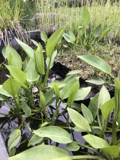 Alisma plantago-aquatica