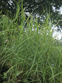 Carex muskingumensis
