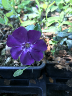 Vinca minor ATROPURPUREA