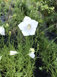 Campanula persicifolia WHITE