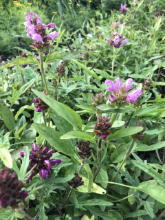 Prunella grandiflora BELLA ROSE