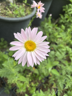 Tanacetum coccineum ROBINSONS ROSE