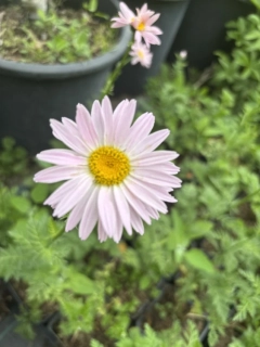 Tanacetum coccineum ROBINSONS ROSE