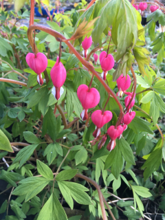 Dicentra spectabilis 