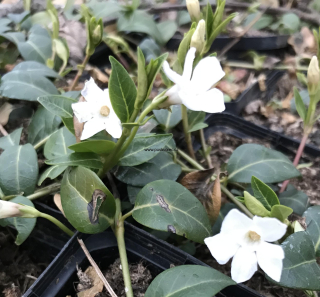 Vinca minor ALBA