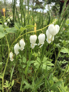 Dicentra spectabilis ALBA