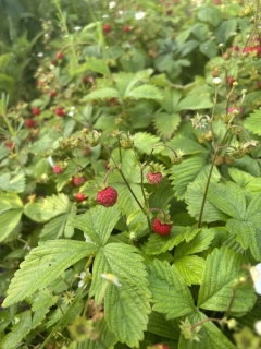 Fragaria vesca