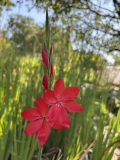Schizostylis coccinea