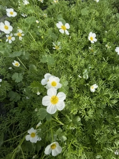 Ranunculus aquatilis