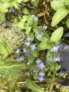 Veronica beccabunga