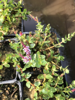 Rotala indica