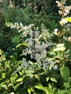 Astilbe arendsii ASTARY WHITE